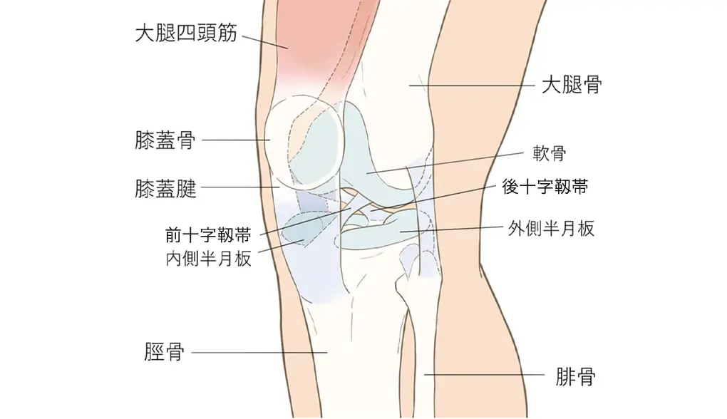 膝の構造
